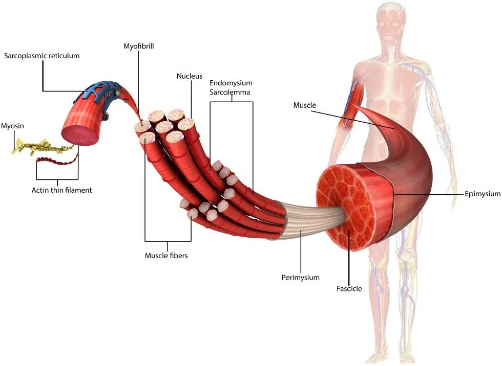 Contração muscular eletroestimulação EMS